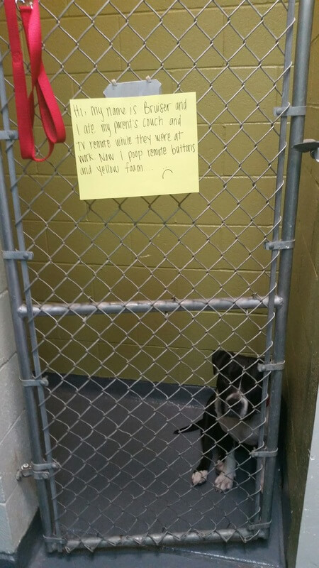View of The Importance of Crate Training﻿