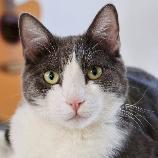 Cats Cats