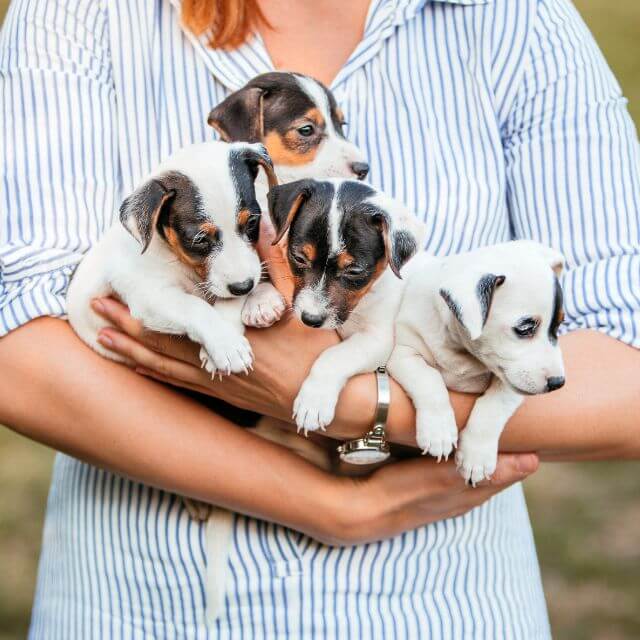 Puppy and Kitten Packages Puppy and Kitten Packages