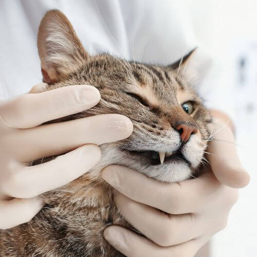 Dentistry Dentistry