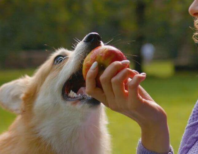 Can My Dog Eat That? A Veterinarian's Take on the Internet's Most Asked Foods for Dogs Can My Dog Eat That? A Veterinarian's Take on the Internet's Most Asked Foods for Dogs