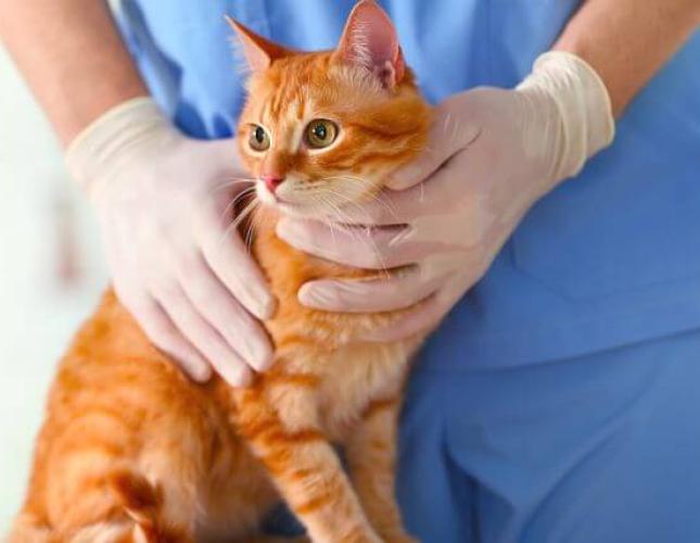 Cat Thyroid Issues: Understanding Hyperthyroidism and Hypothyroidism Cat Thyroid Issues: Understanding Hyperthyroidism and Hypothyroidism