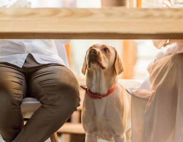 Paws & Pies: Tips for a Pet-Safe Thanksgiving Celebration Paws & Pies: Tips for a Pet-Safe Thanksgiving Celebration
