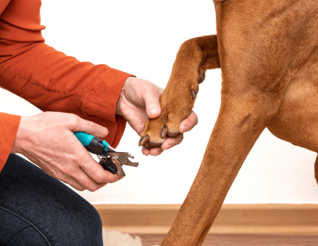 How To Trim Your Dog's Nails How To Trim Your Dog's Nails